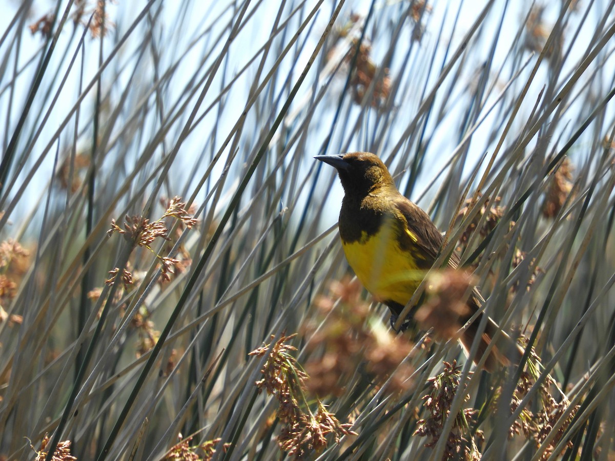 Brown-and-yellow Marshbird - ML646204514
