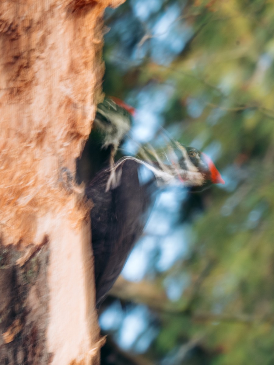Pileated Woodpecker - ML646204515