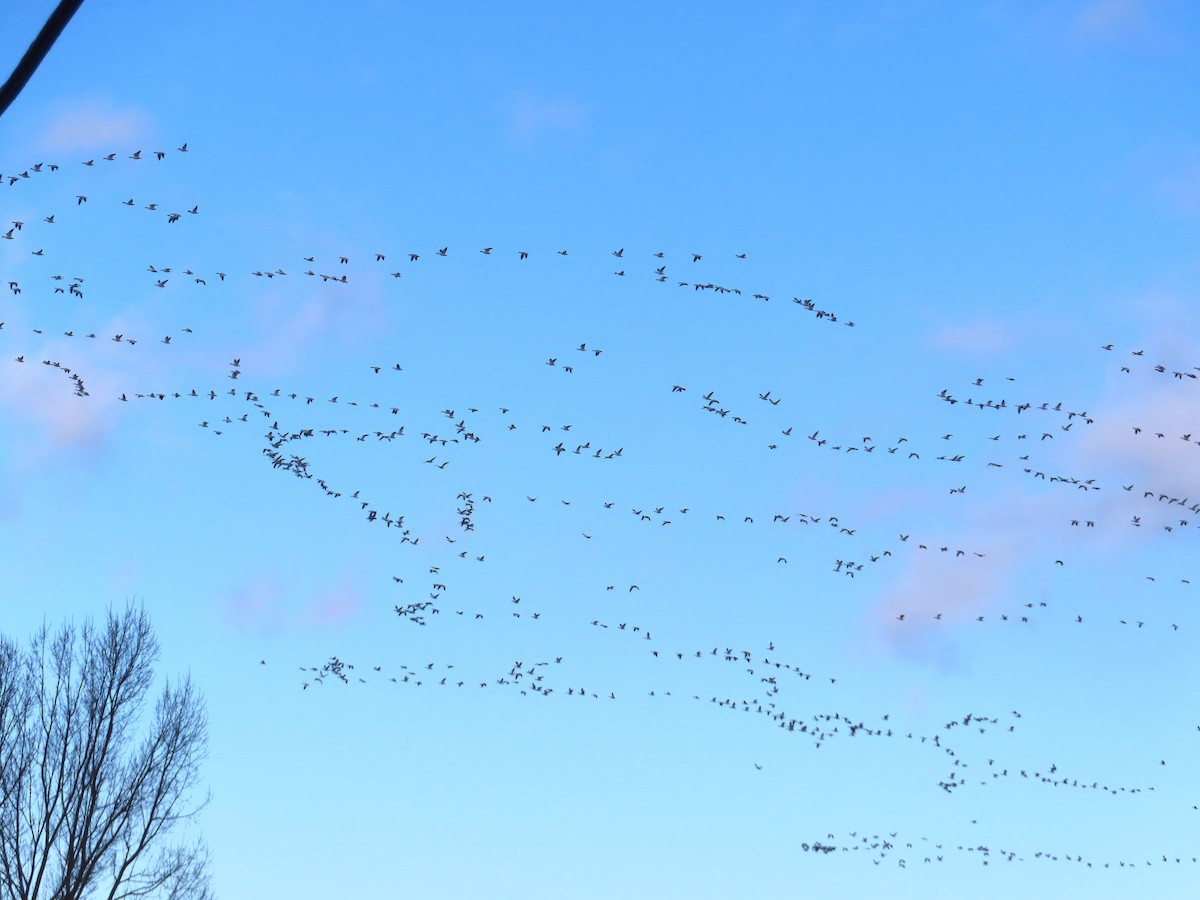 Snow Goose - ML646204517