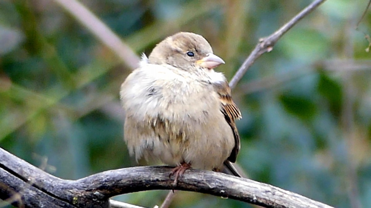 House Sparrow - ML646204519