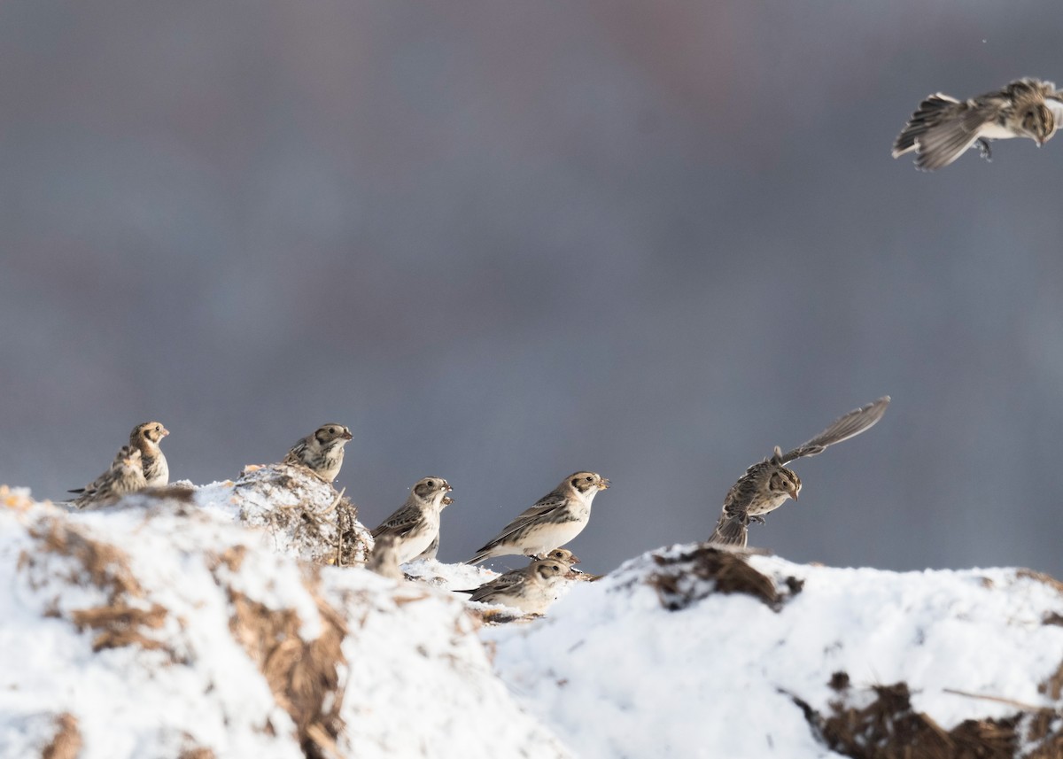 Lapland Longspur - ML646204520