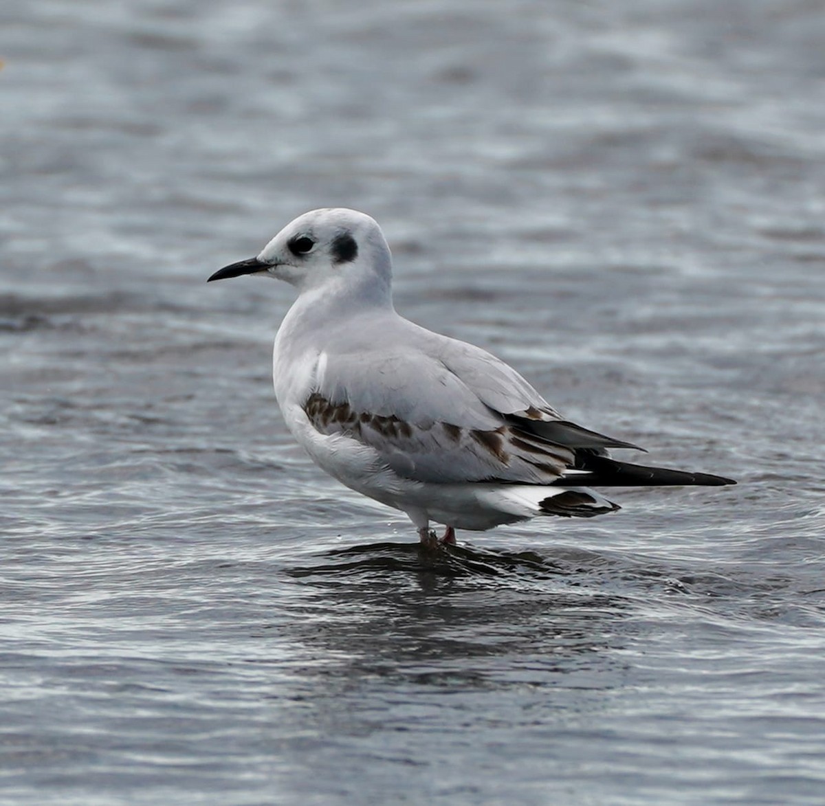 Bonaparte's Gull - ML646204522