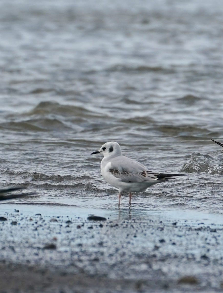 Bonaparte's Gull - ML646204523