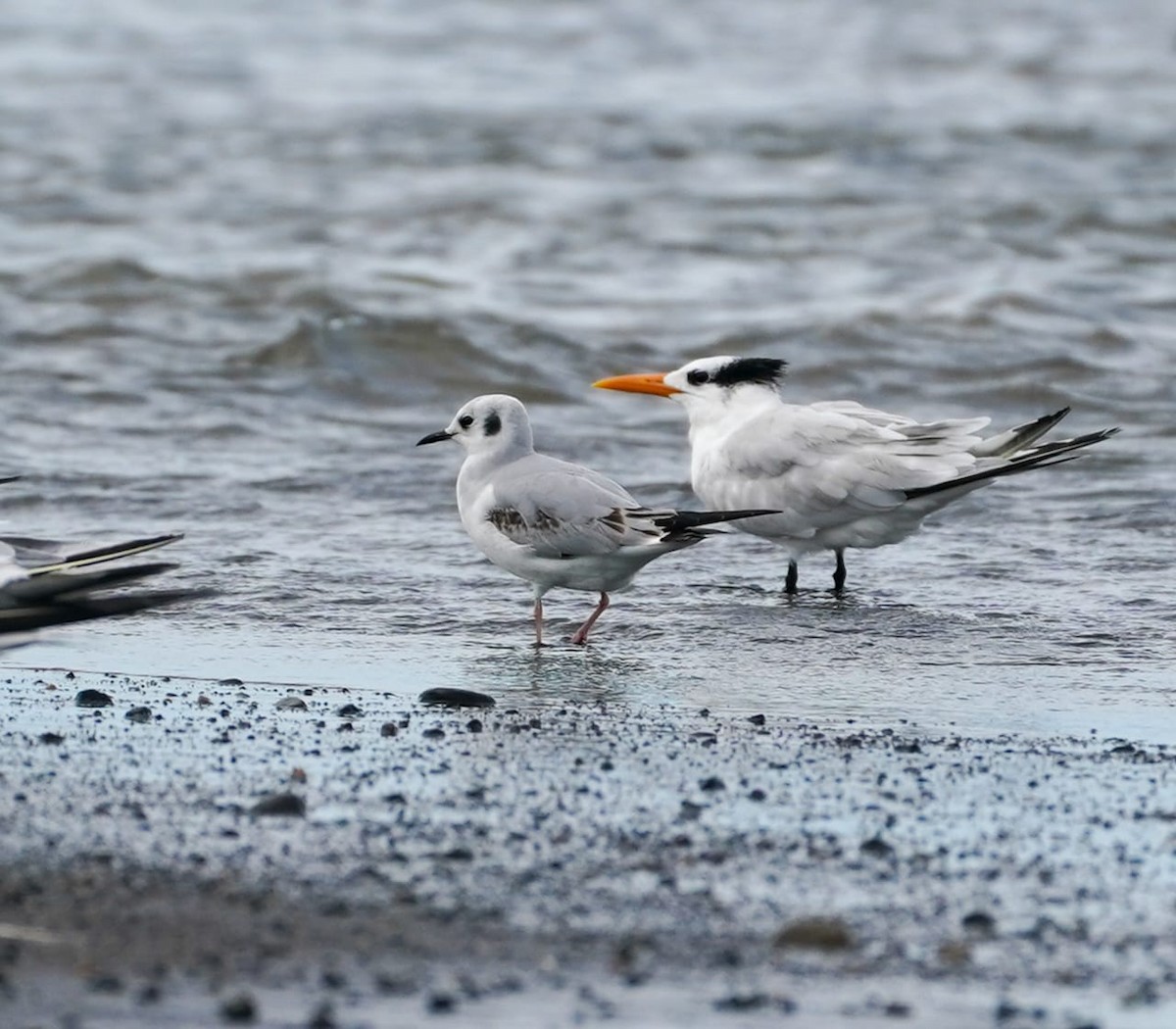 Bonaparte's Gull - ML646204524