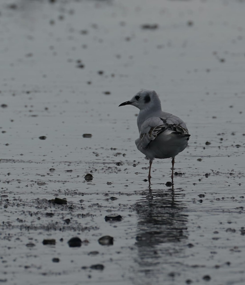 Bonaparte's Gull - ML646204525