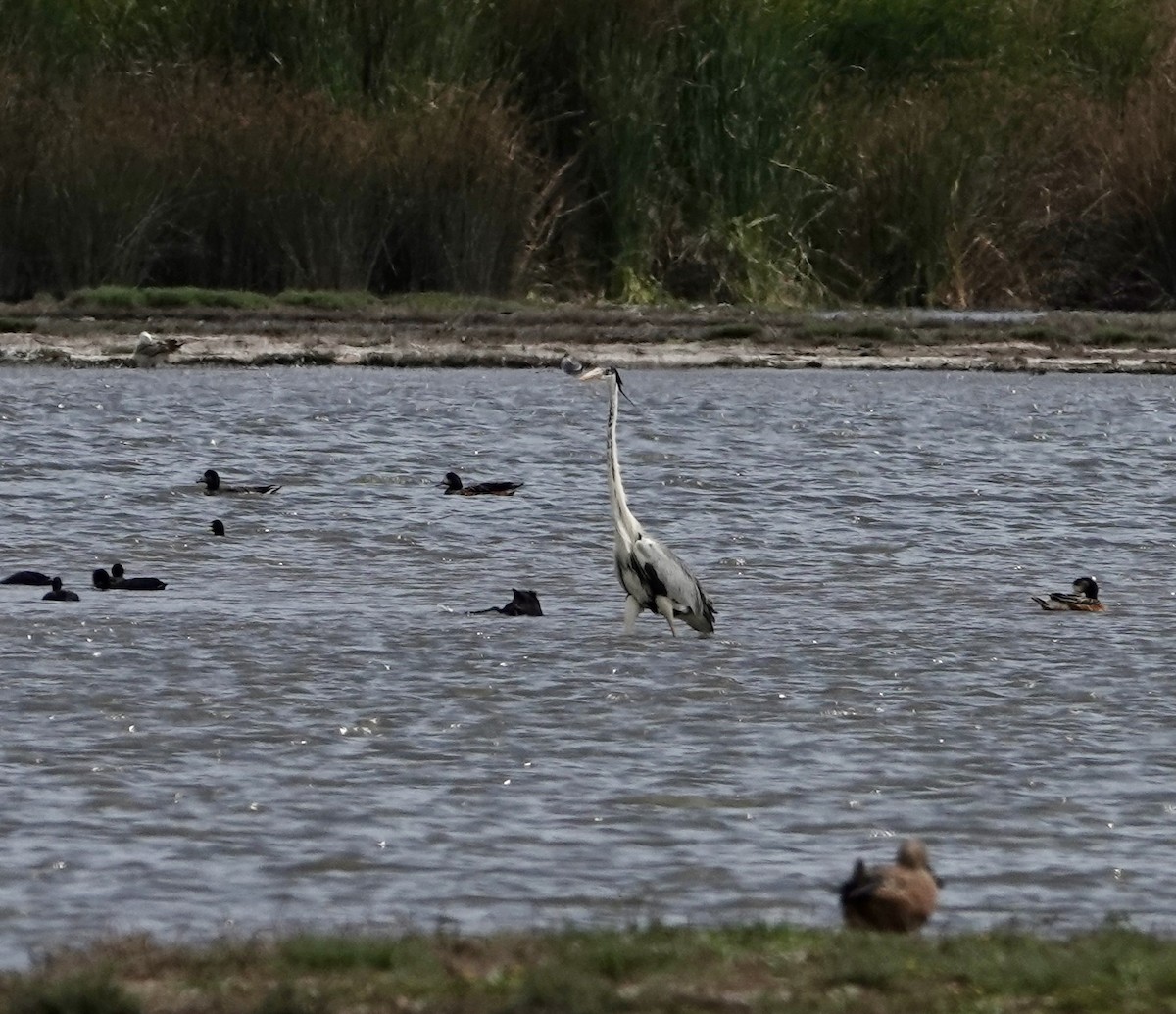 Cocoi Heron - ML646204526