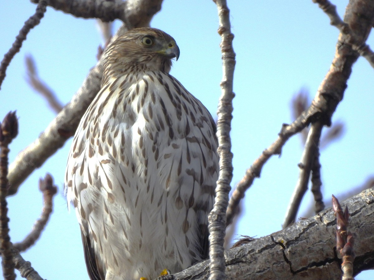 Cooper's Hawk - ML646204529