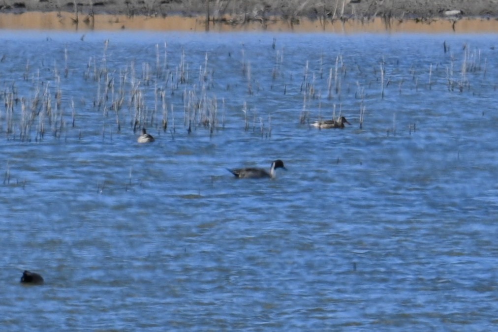 ostralka štíhlá - ML646204530