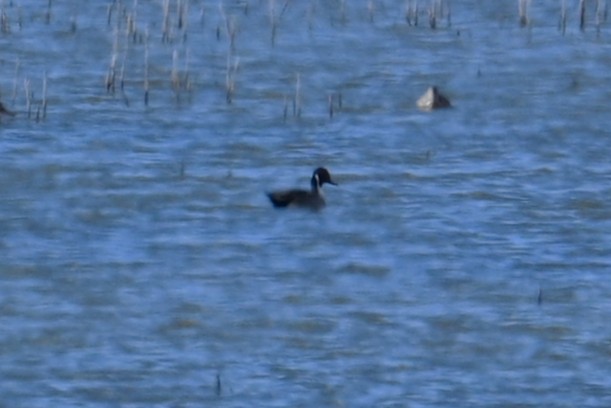 ostralka štíhlá - ML646204531