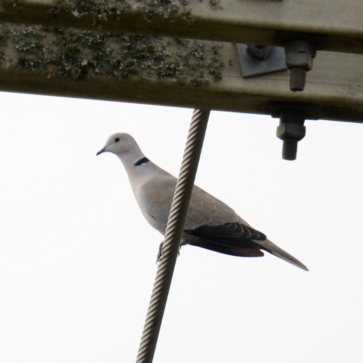 Eurasian Collared-Dove - ML646204532