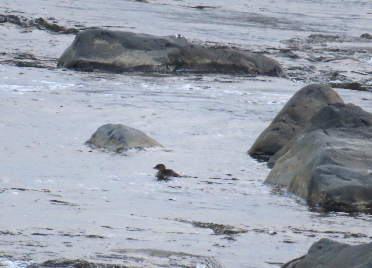 Pied-billed Grebe - ML646204534