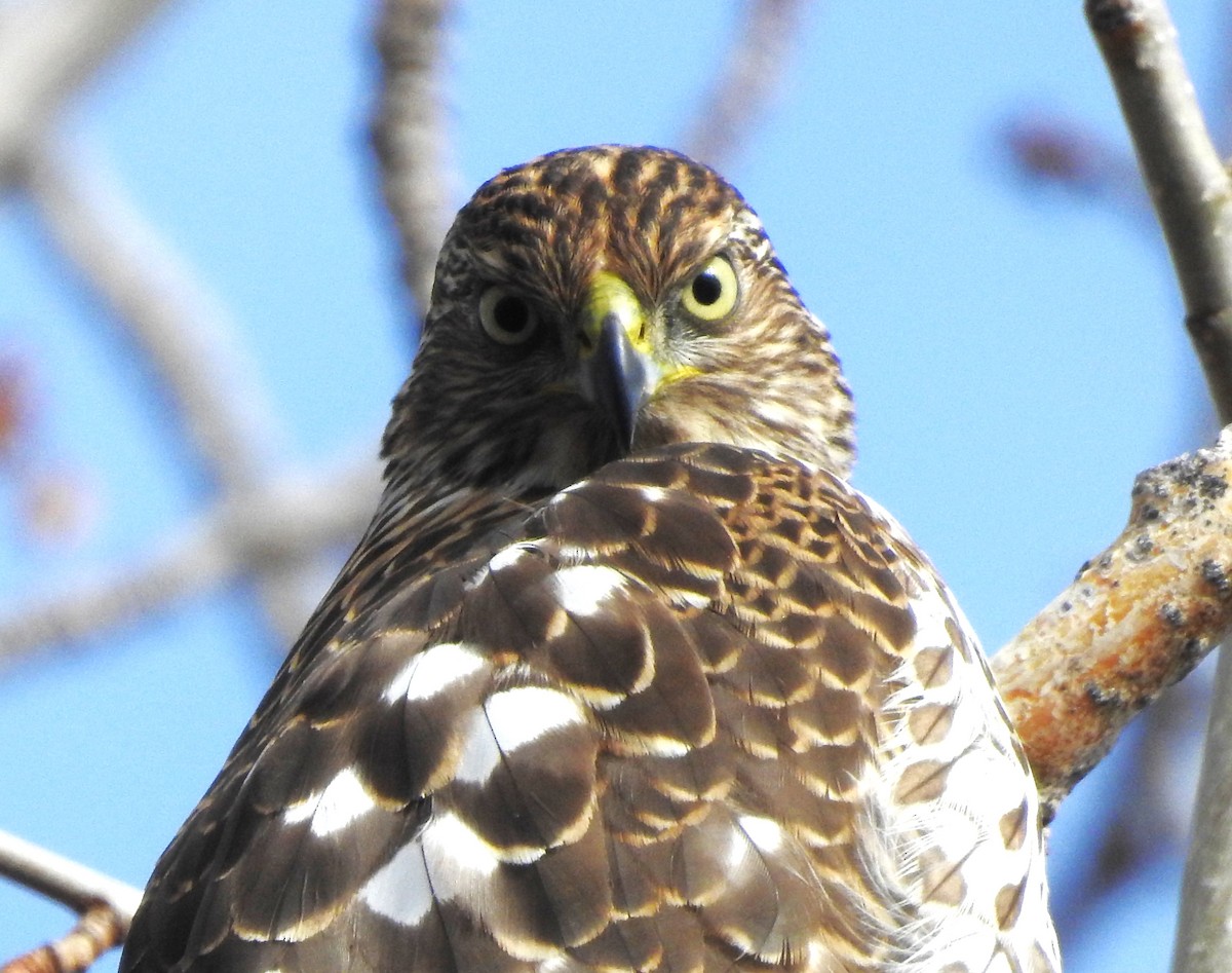 Cooper's Hawk - ML646204541