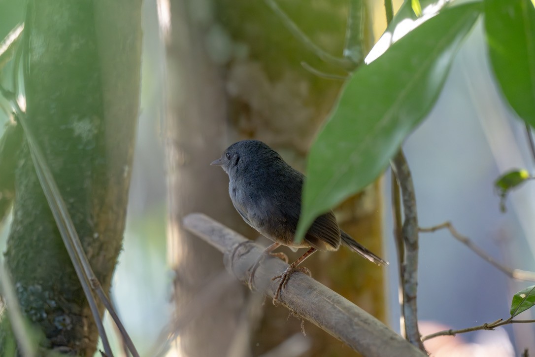 Brasilia Tapaculo - ML646204542