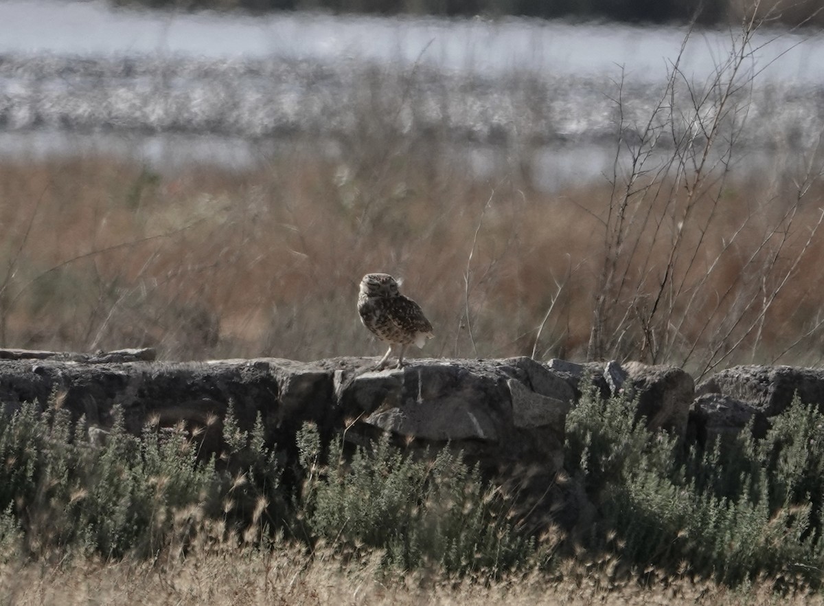 Burrowing Owl (Southern) - ML646204543