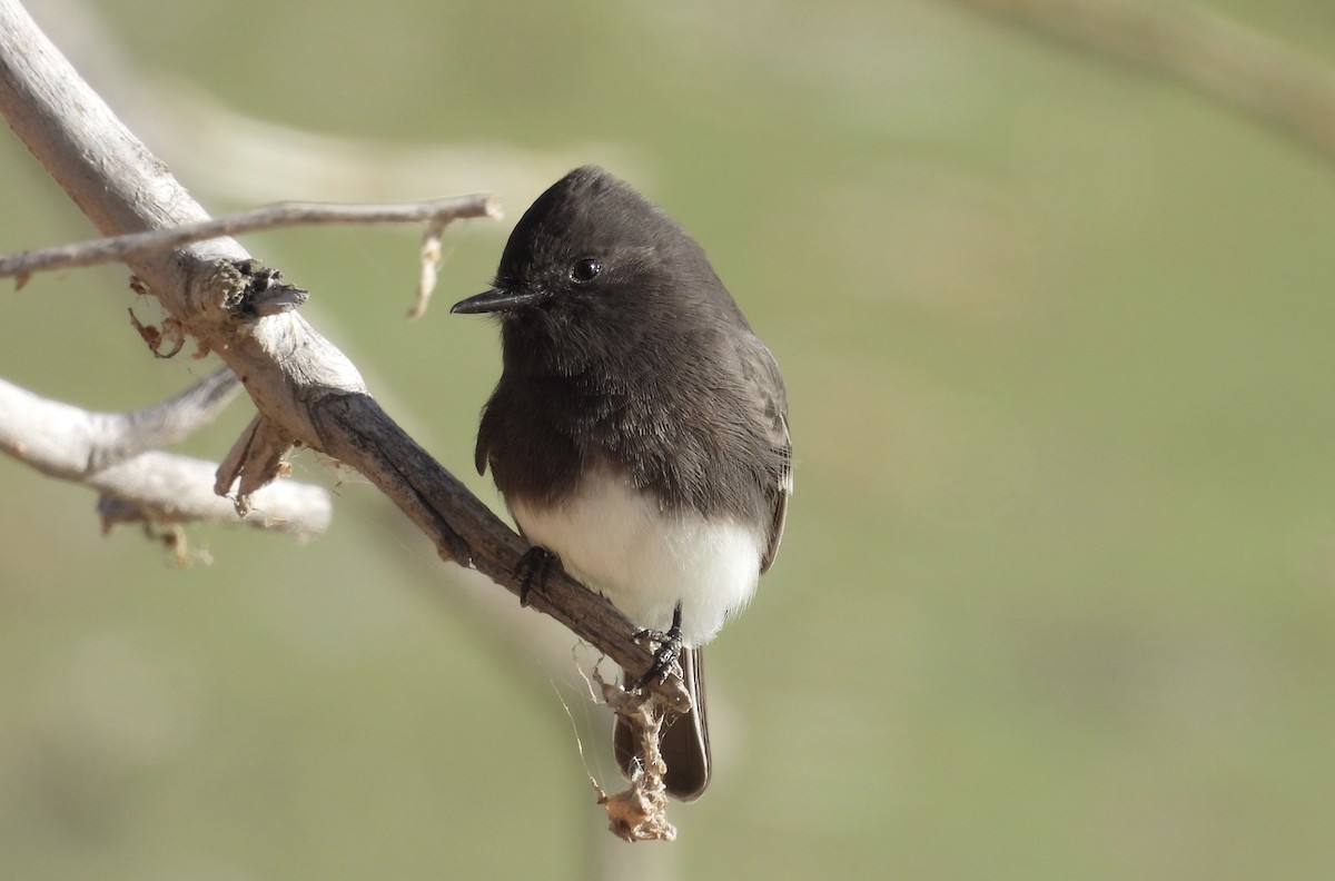 Black Phoebe - ML646204548