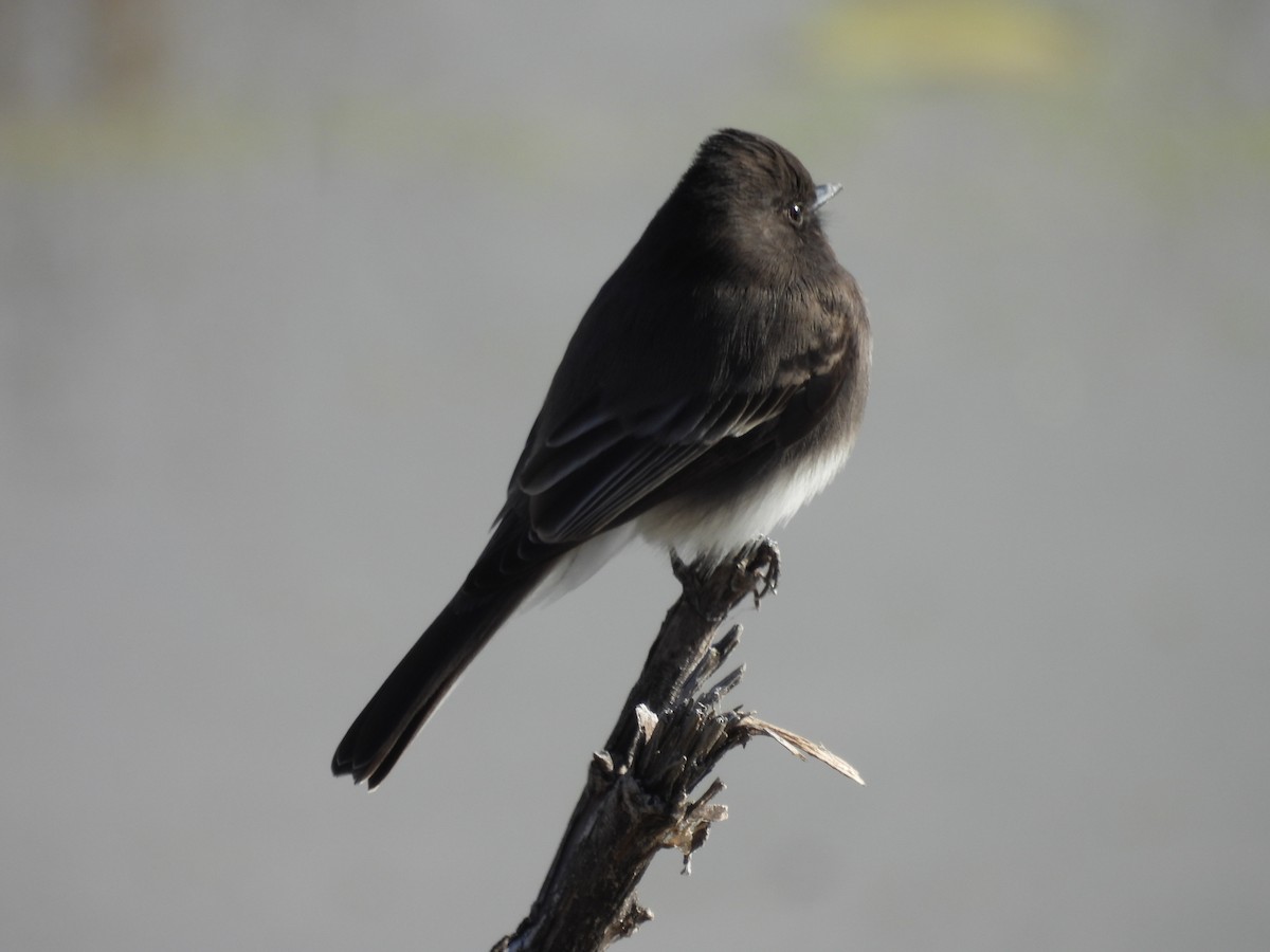 Black Phoebe - ML646204549