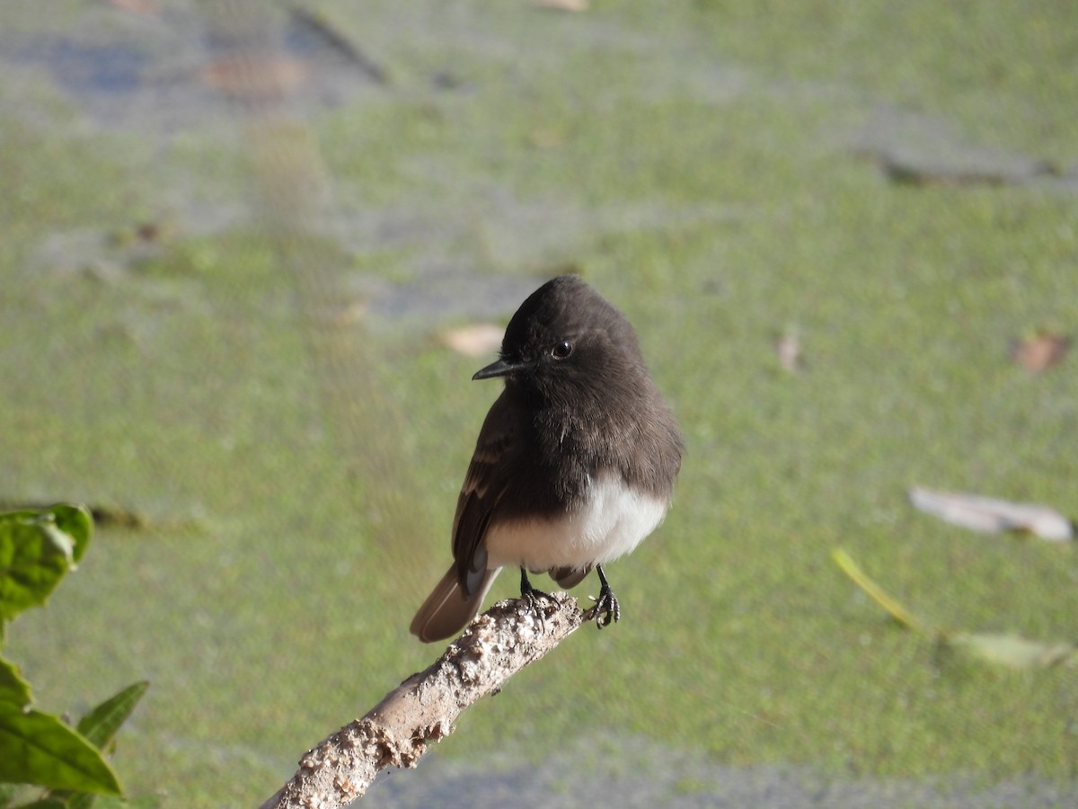 Black Phoebe - ML646204550