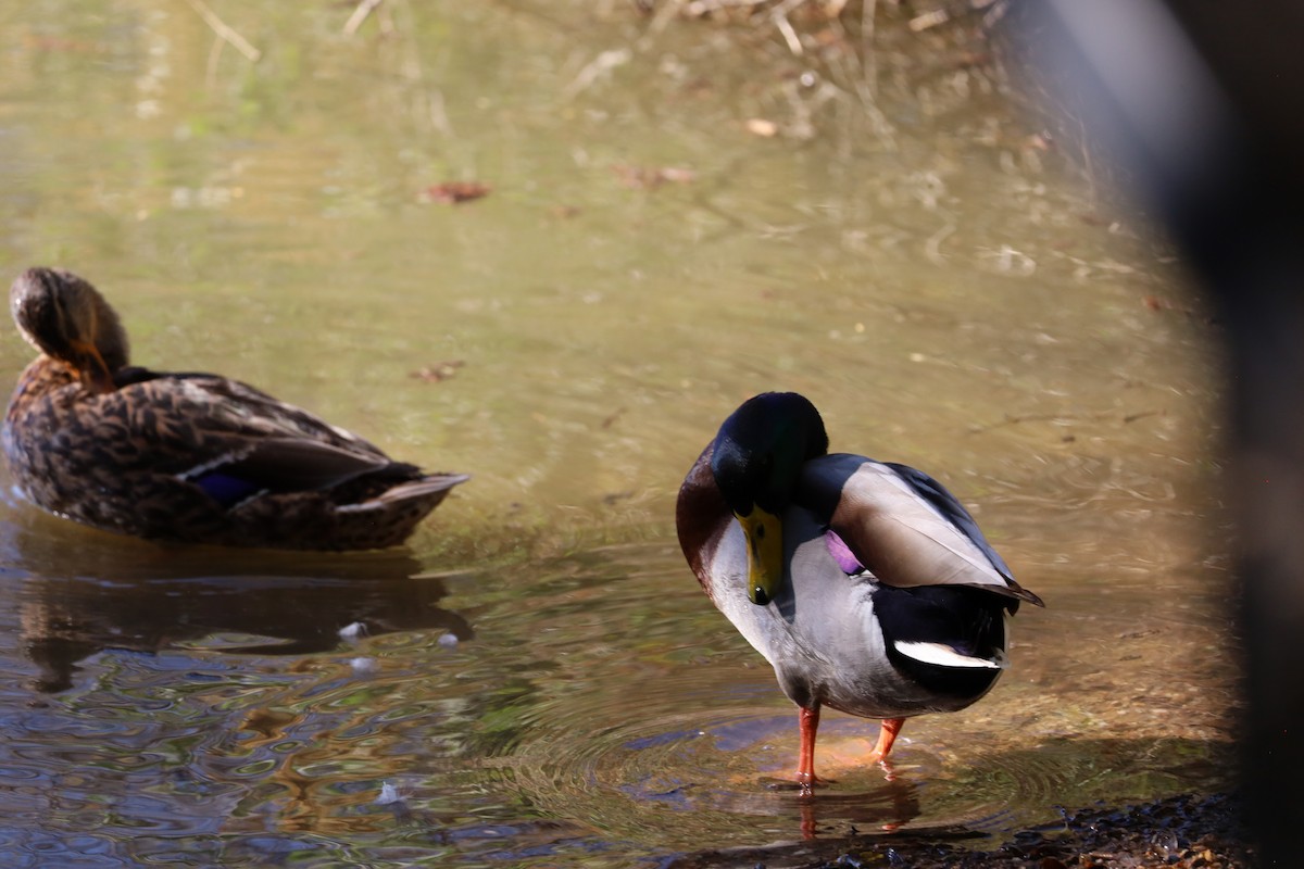 Canard colvert - ML646204551