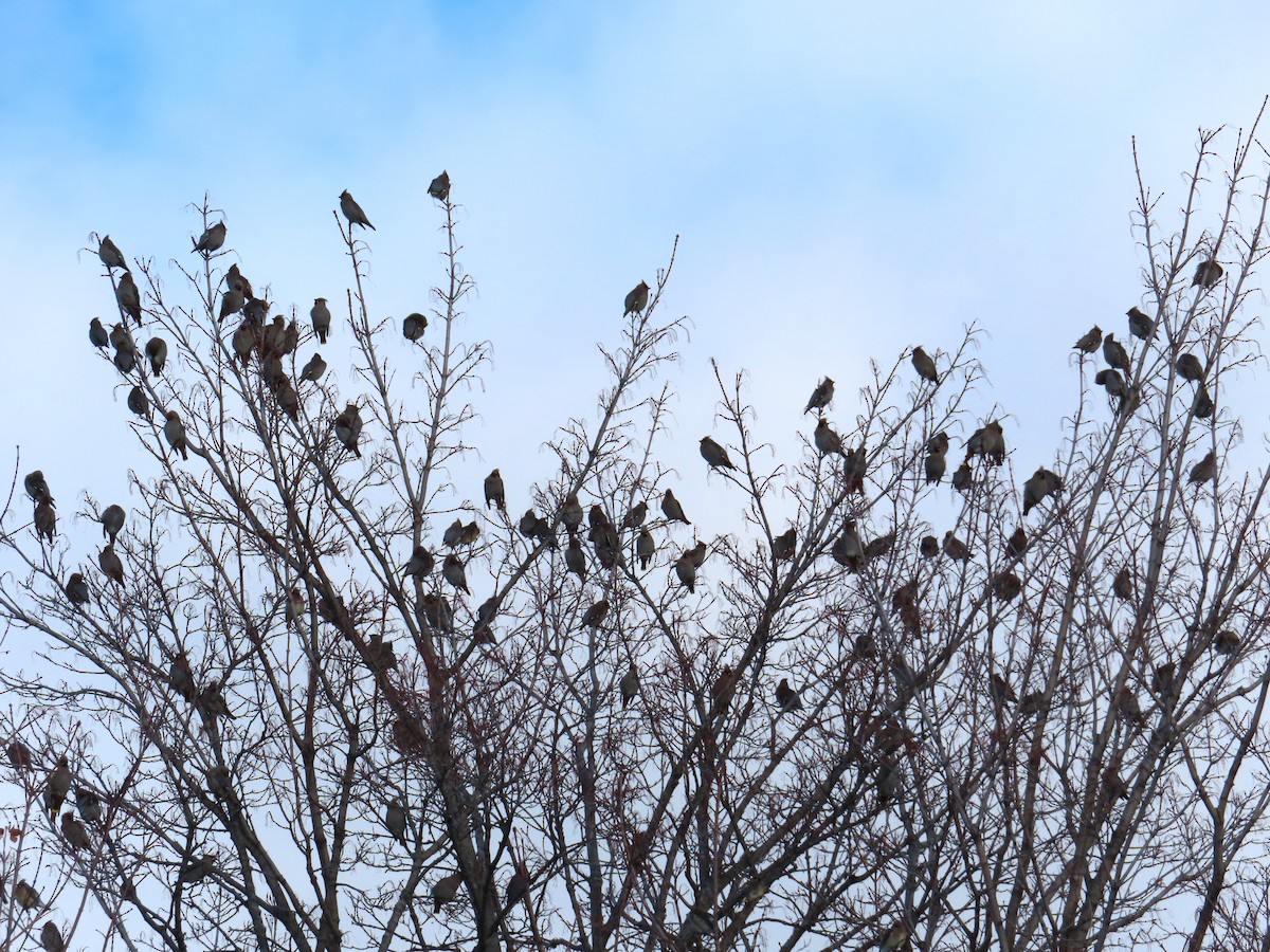 Ampelis Europeo - ML646204552