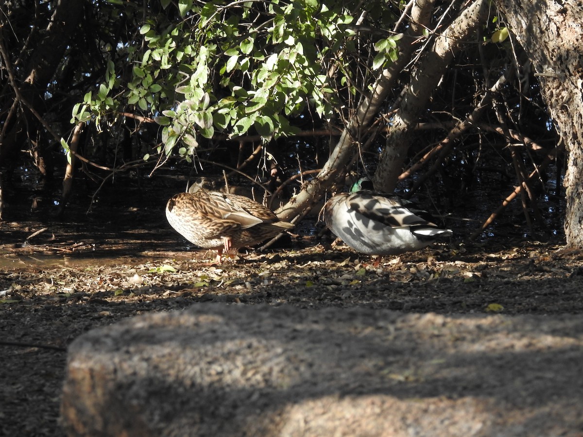 Canard colvert - ML646204553