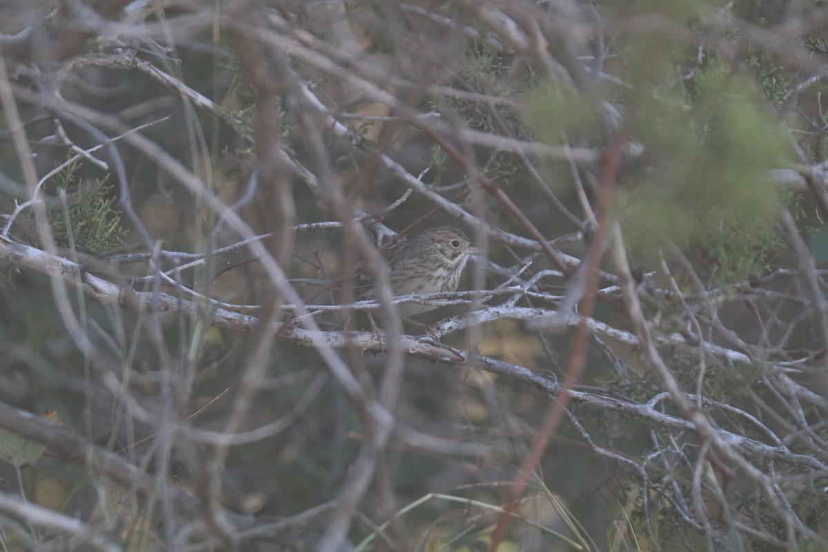 Chingolo Coliblanco - ML646204554