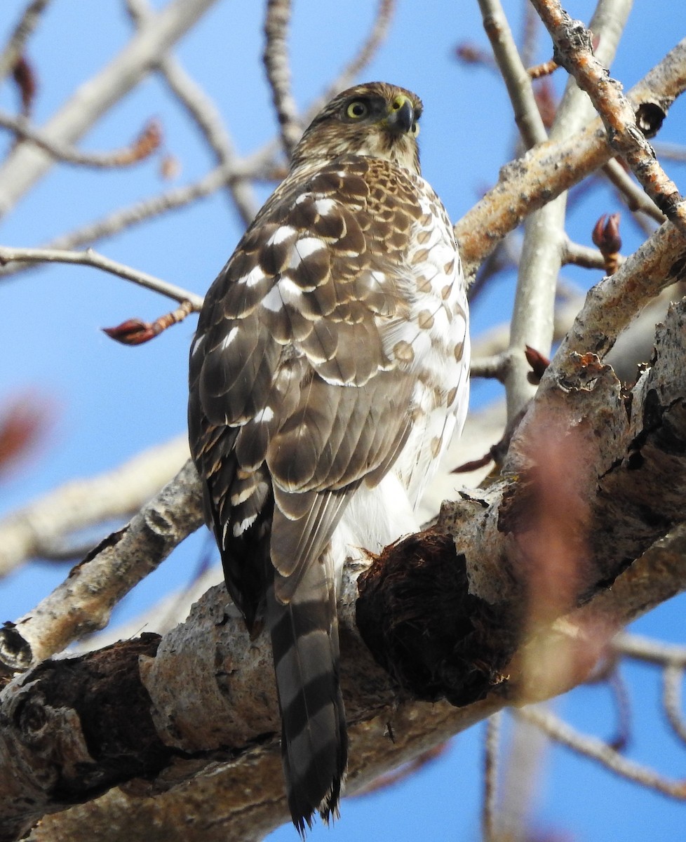 Cooper's Hawk - ML646204555