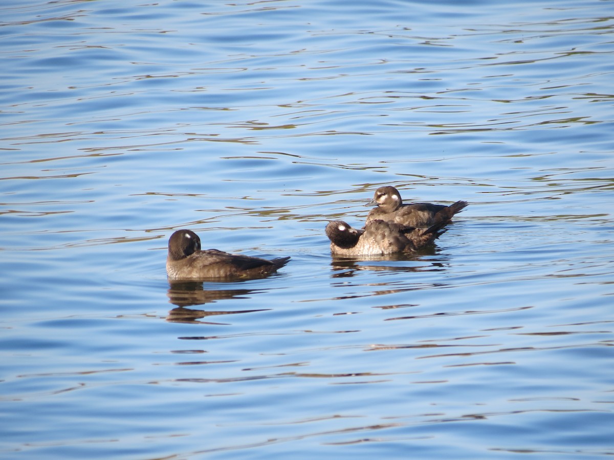Harlequin Duck - ML646204556