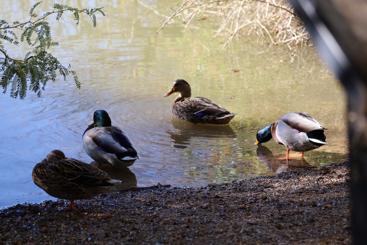 Canard colvert - ML646204559