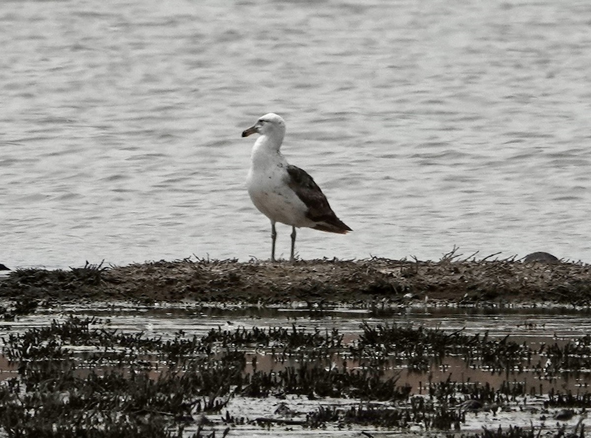 Kelp Gull (dominicanus) - ML646204560