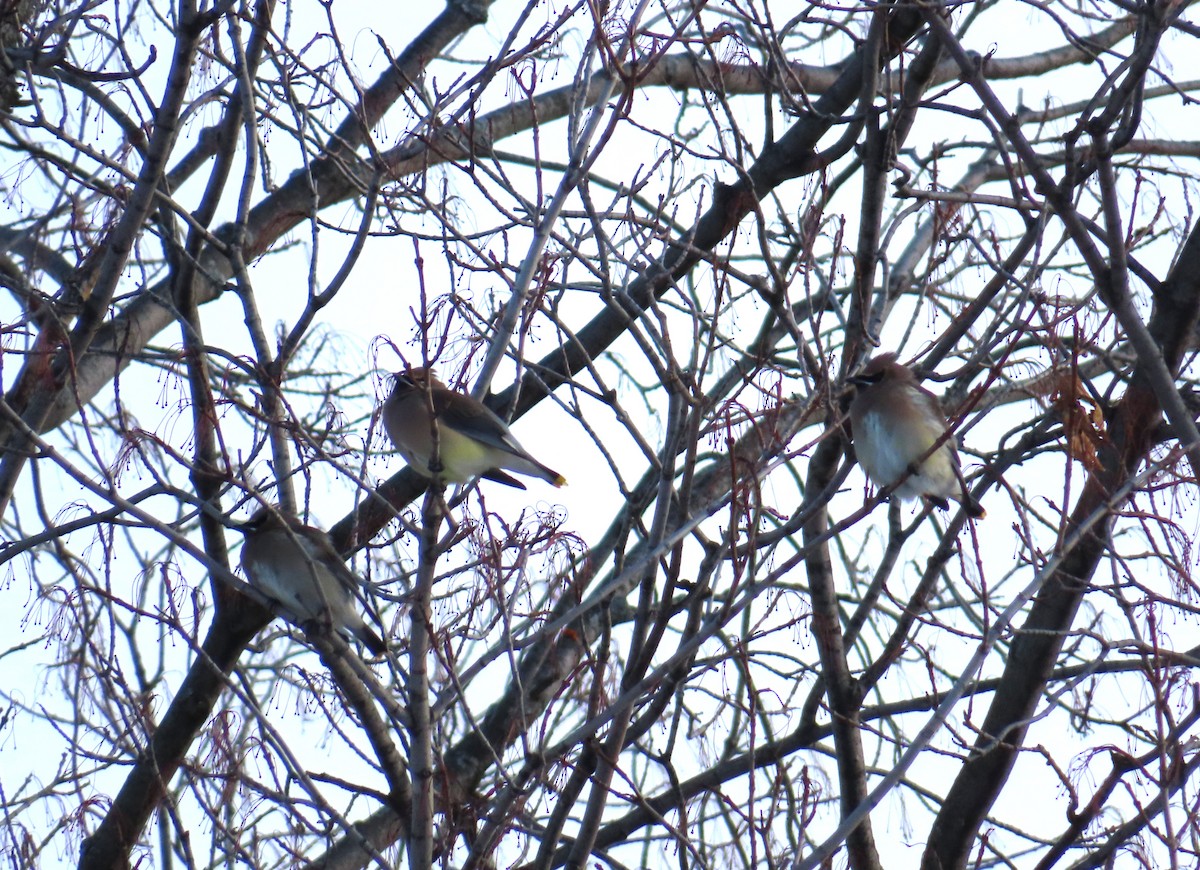 Cedar Waxwing - ML646204561