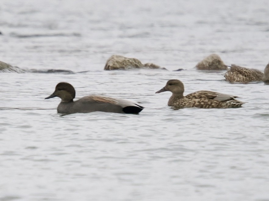 kopřivka obecná - ML646204562