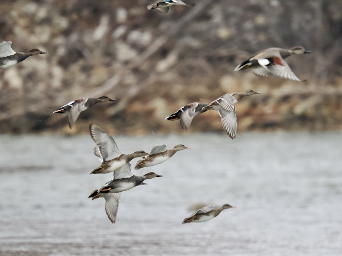 kopřivka obecná - ML646204563