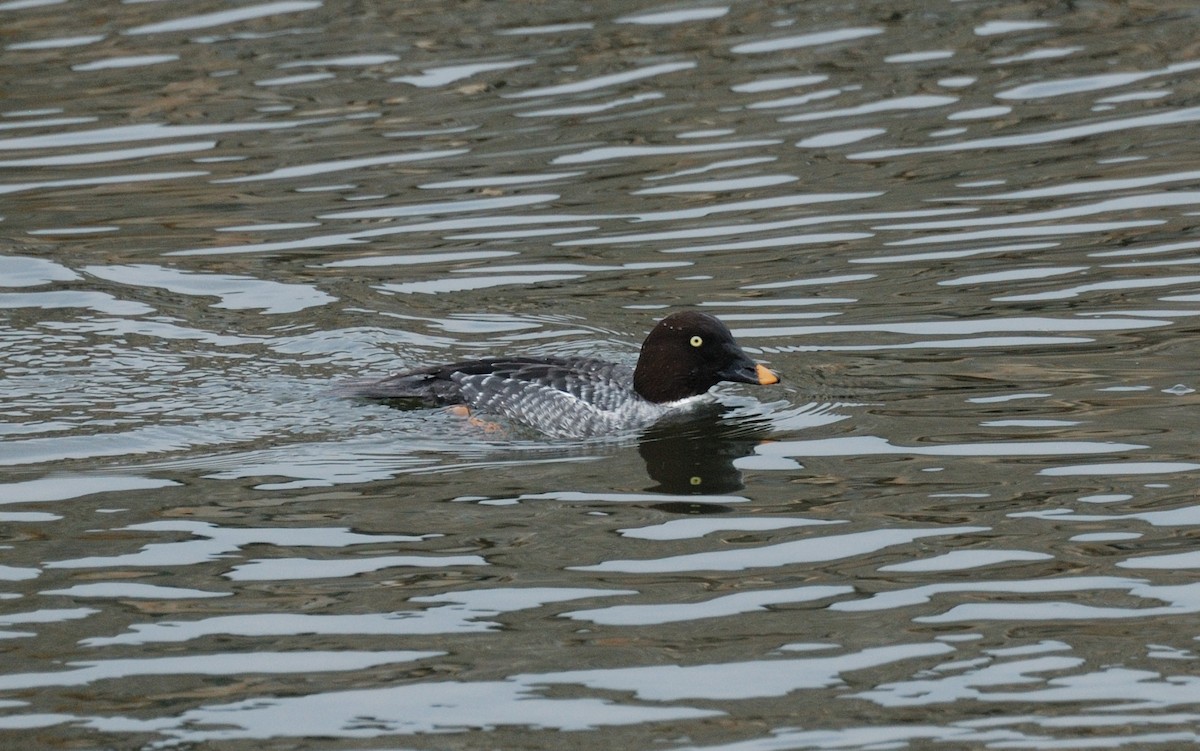 Common Goldeneye - ML646204564