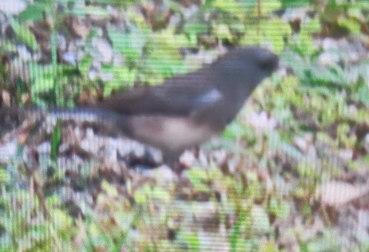 Dark-eyed Junco (Slate-colored) - ML646204565