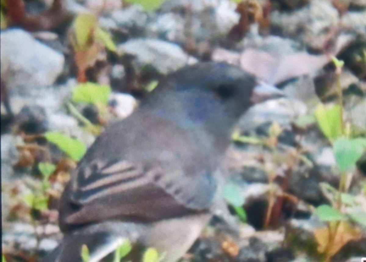 Dark-eyed Junco (Slate-colored) - ML646204566