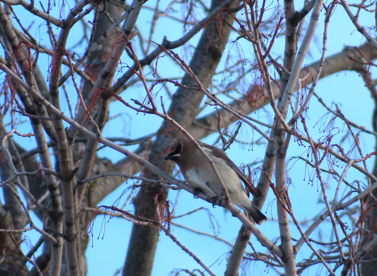 Cedar Waxwing - ML646204567