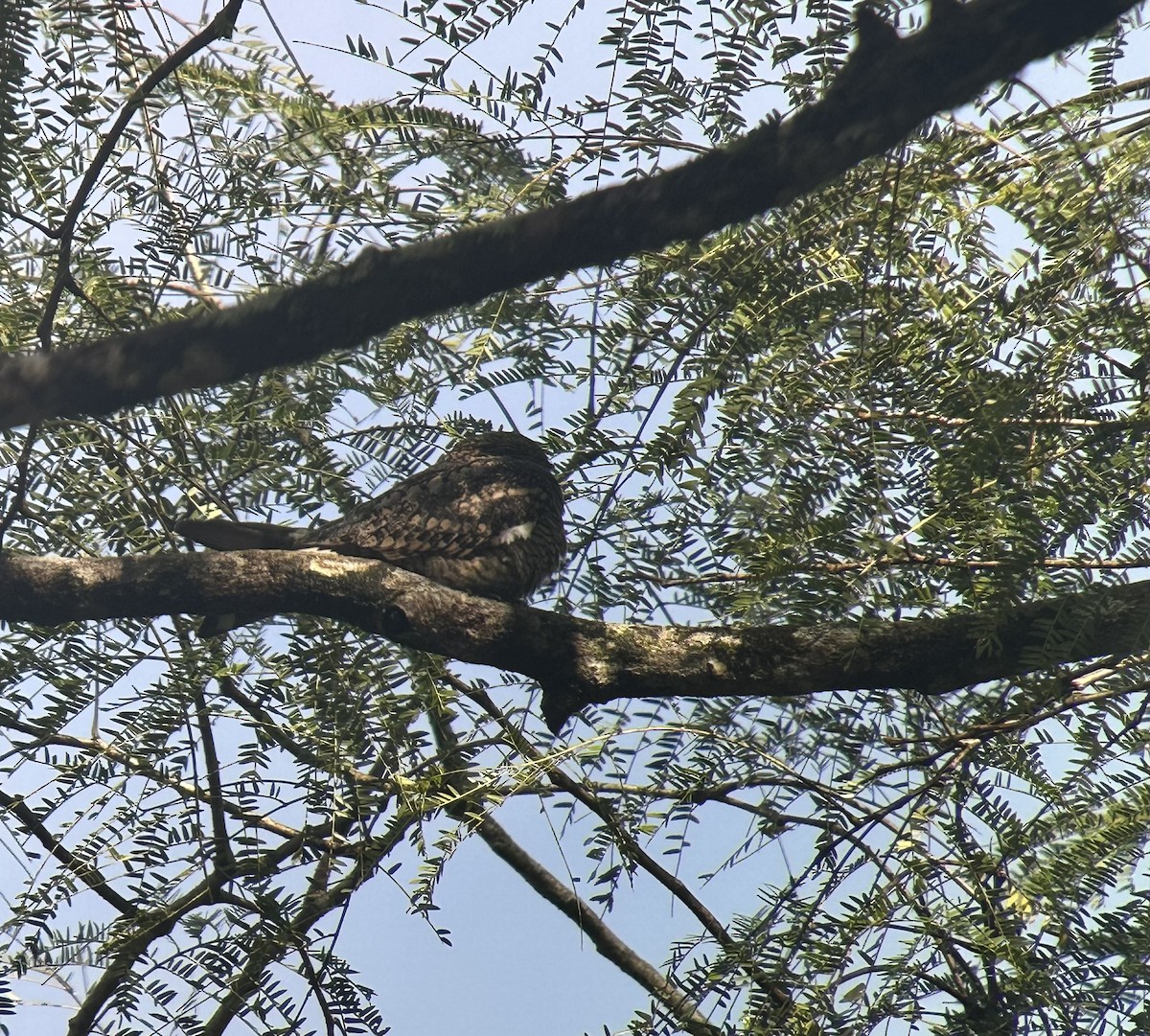 Lesser Nighthawk - ML646204568