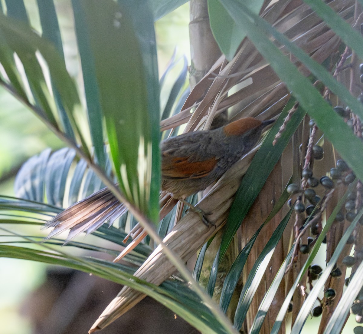 Spix's Spinetail - ML646204570