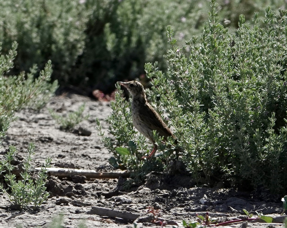 Correndera Pipit (Correndera) - ML646204572