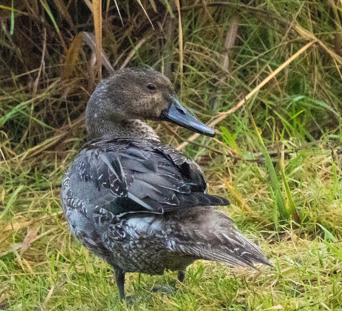 Northern Pintail - ML646204575