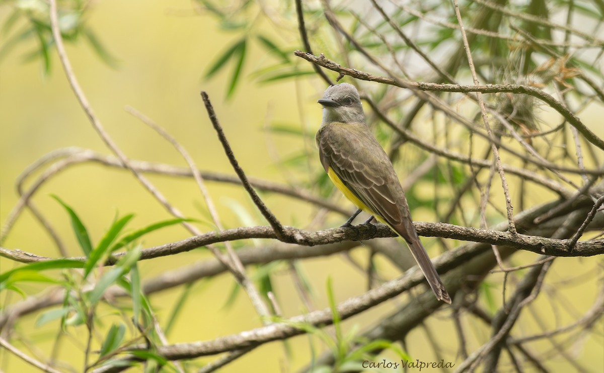 Tropical Kingbird - ML646204576