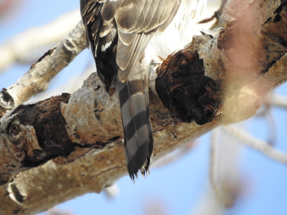 Cooper's Hawk - ML646204577