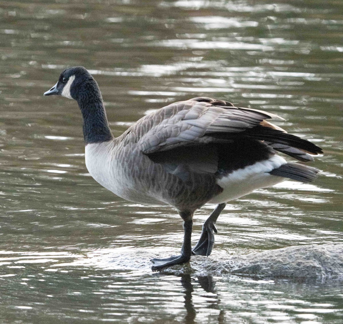 Canada Goose - ML646204578