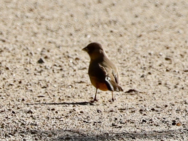 Tohi d'Abert - ML646204579