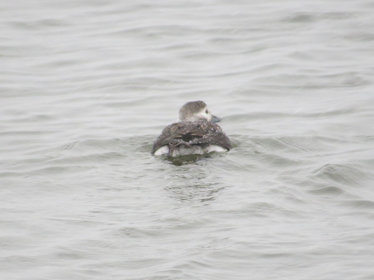 Long-tailed Duck - ML646204587