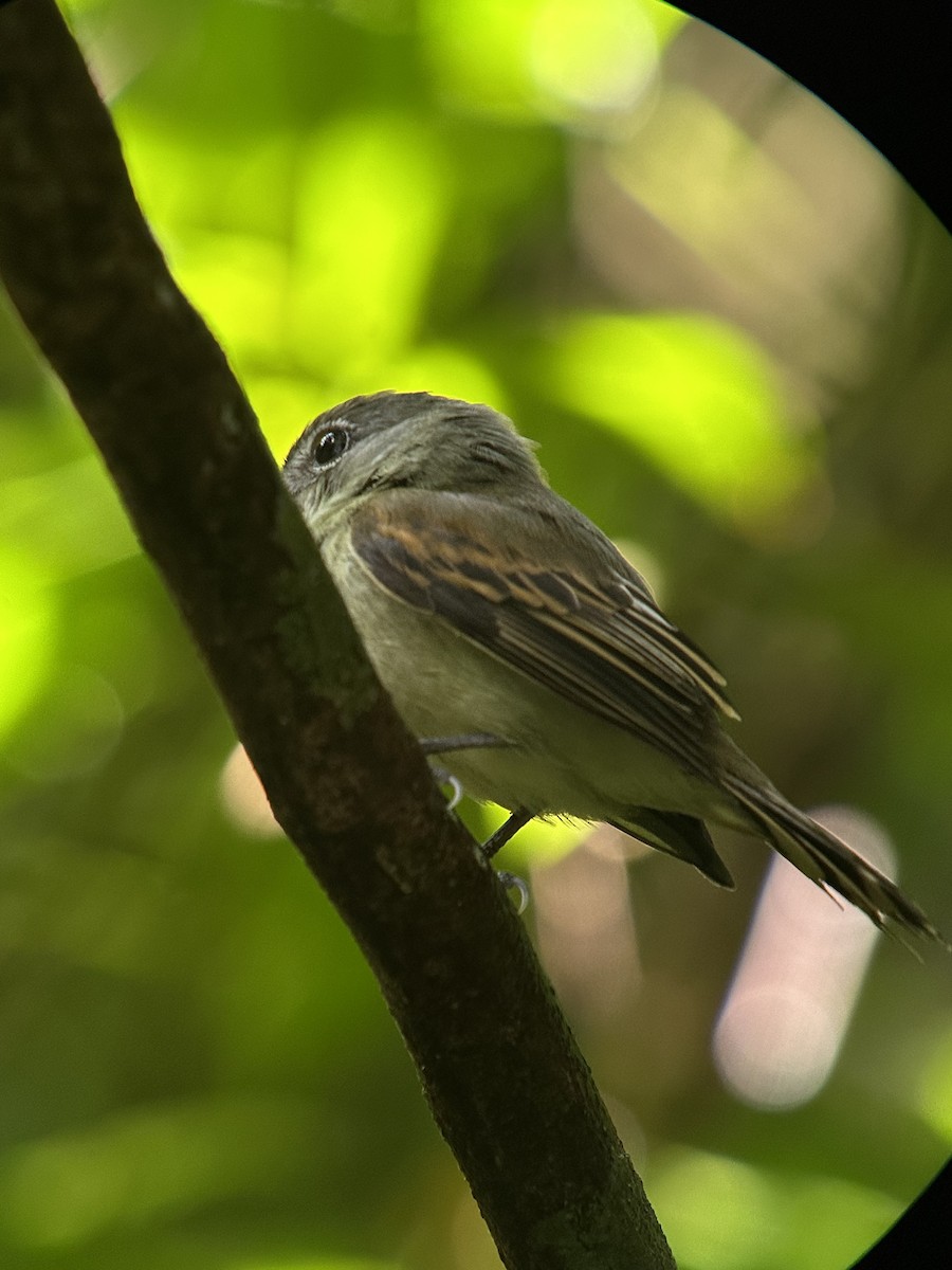 White-winged Becard - ML646204591