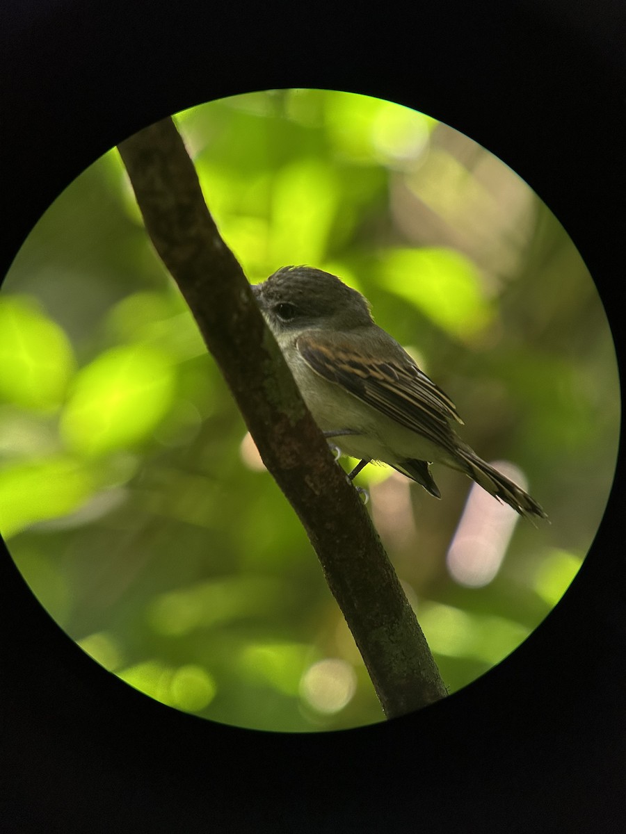 White-winged Becard - ML646204592