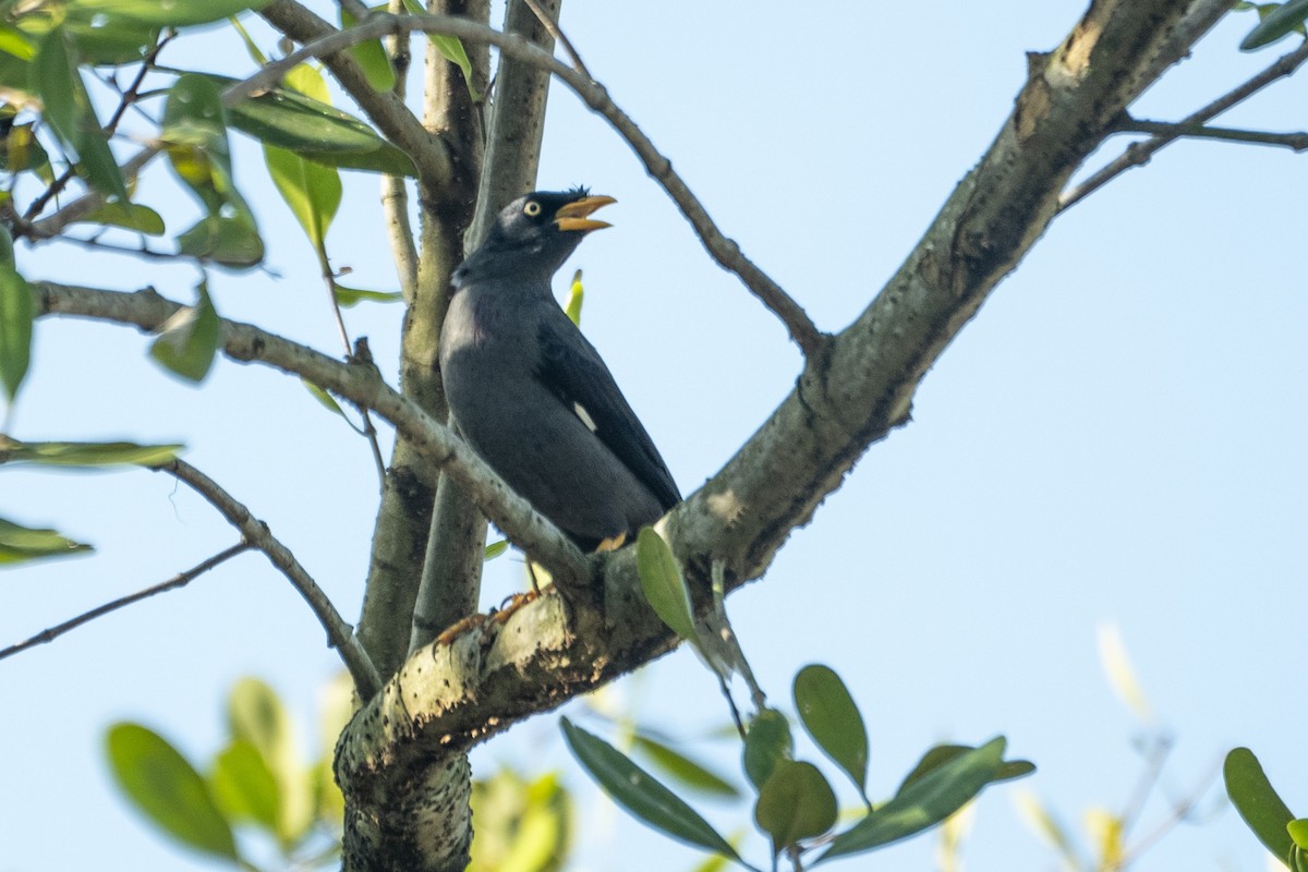 Javan Myna - ML646204593