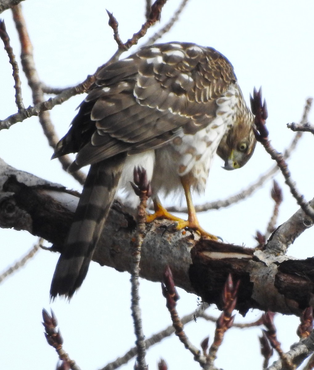 Cooper's Hawk - ML646204595