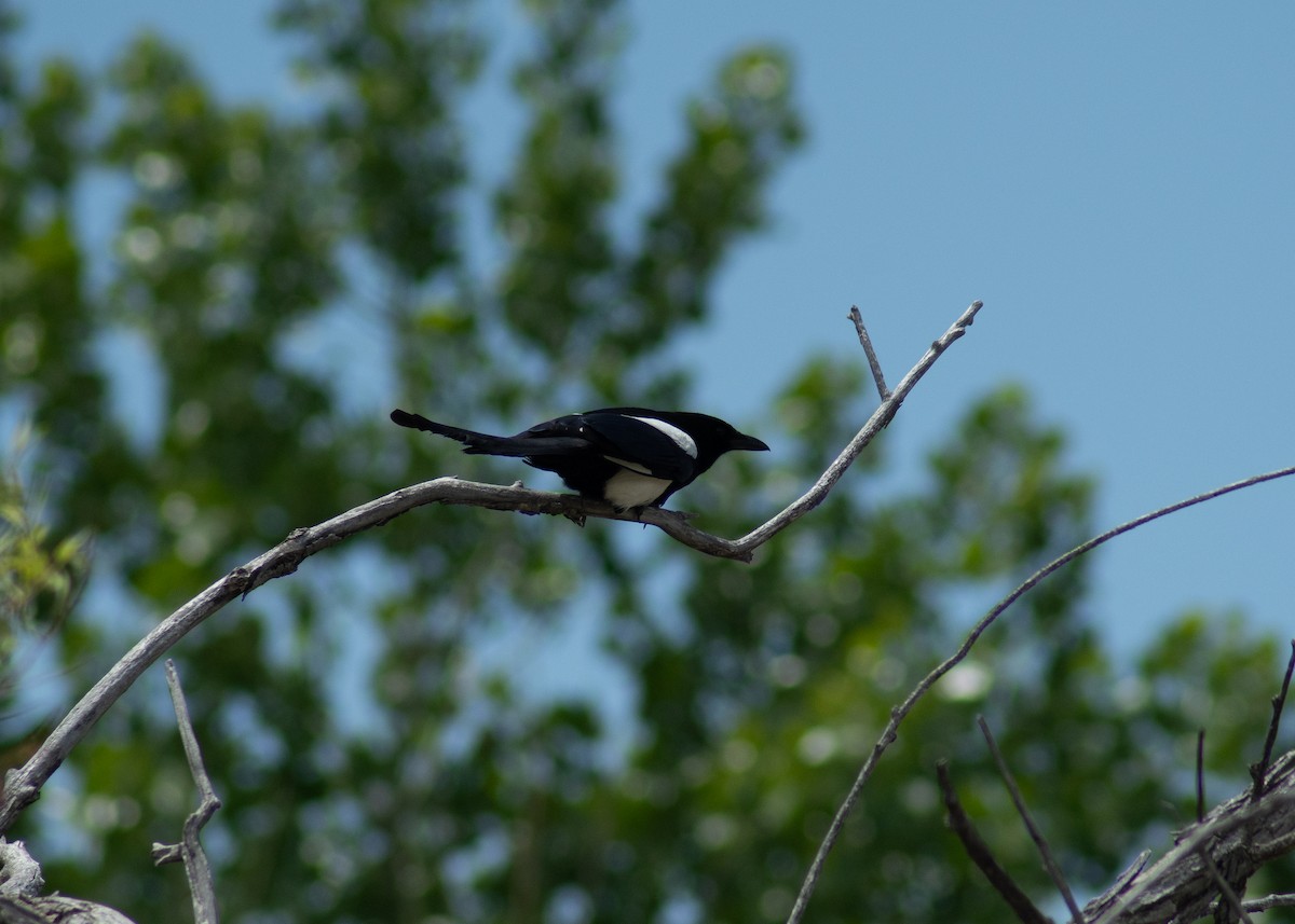 Black-billed Magpie - ML646204596